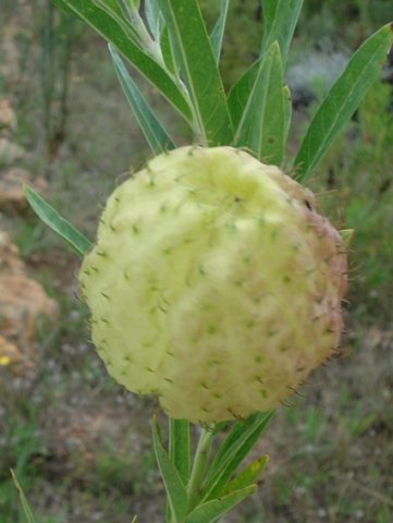 Gomphocarpus physocarpus old fruit